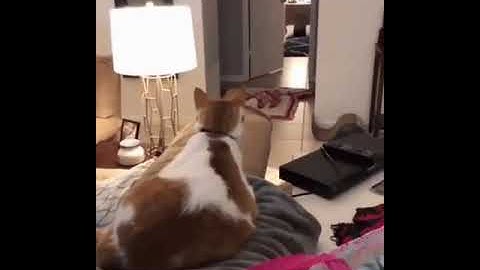 WhatsApp #shorts #funny #gif #video #fail
