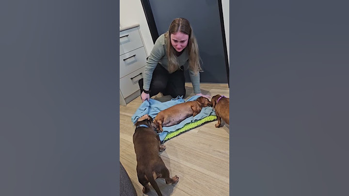 She Let Her Dogs Say Goodbye