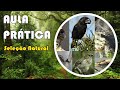 Seleção Natural - Experimente e Divirta-se