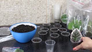 видео: УКОРЕНЕНИЕ ФИАЛОК В ЖАРУ БЕЗ ОШИБОК картинка: УКОРЕНЕНИЕ ФИАЛОК В ЖАРУ БЕЗ ОШИБОК