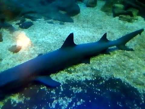 Kino Bensheim Luxor Aquarium Haie 7