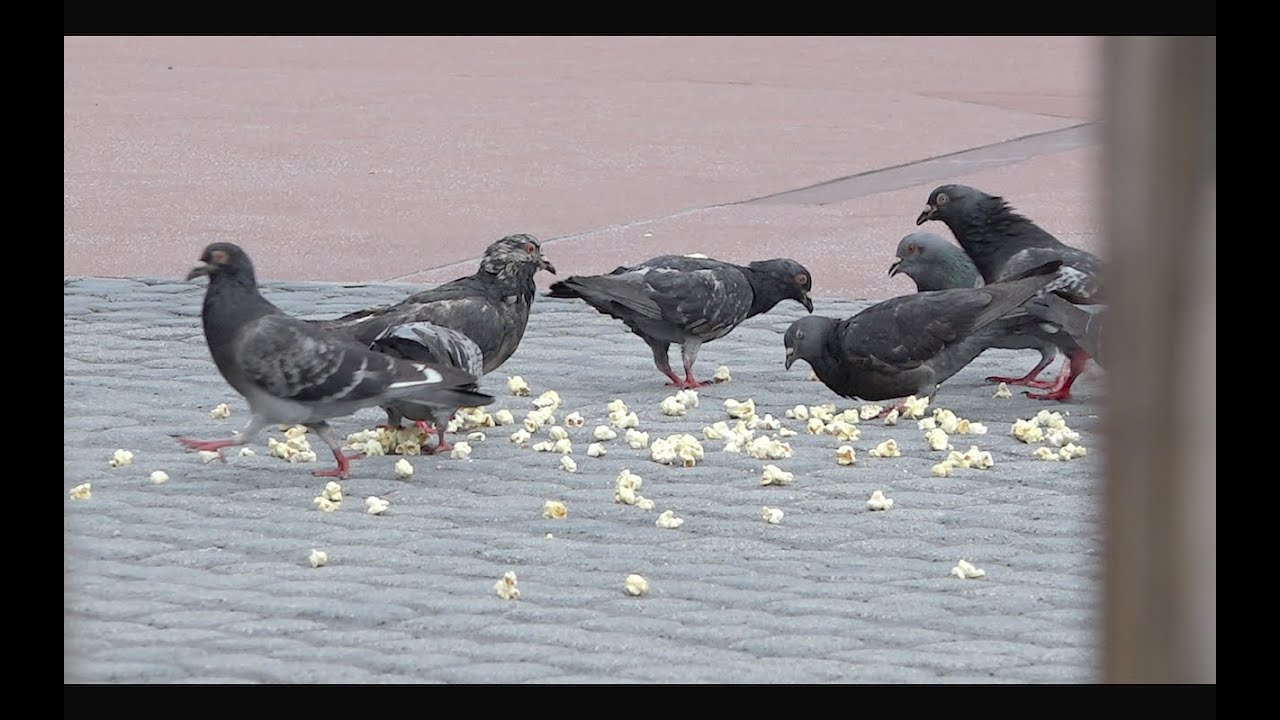 よく見る光景 ポップコーンに群がる鳩ｗ Tdl Youtube