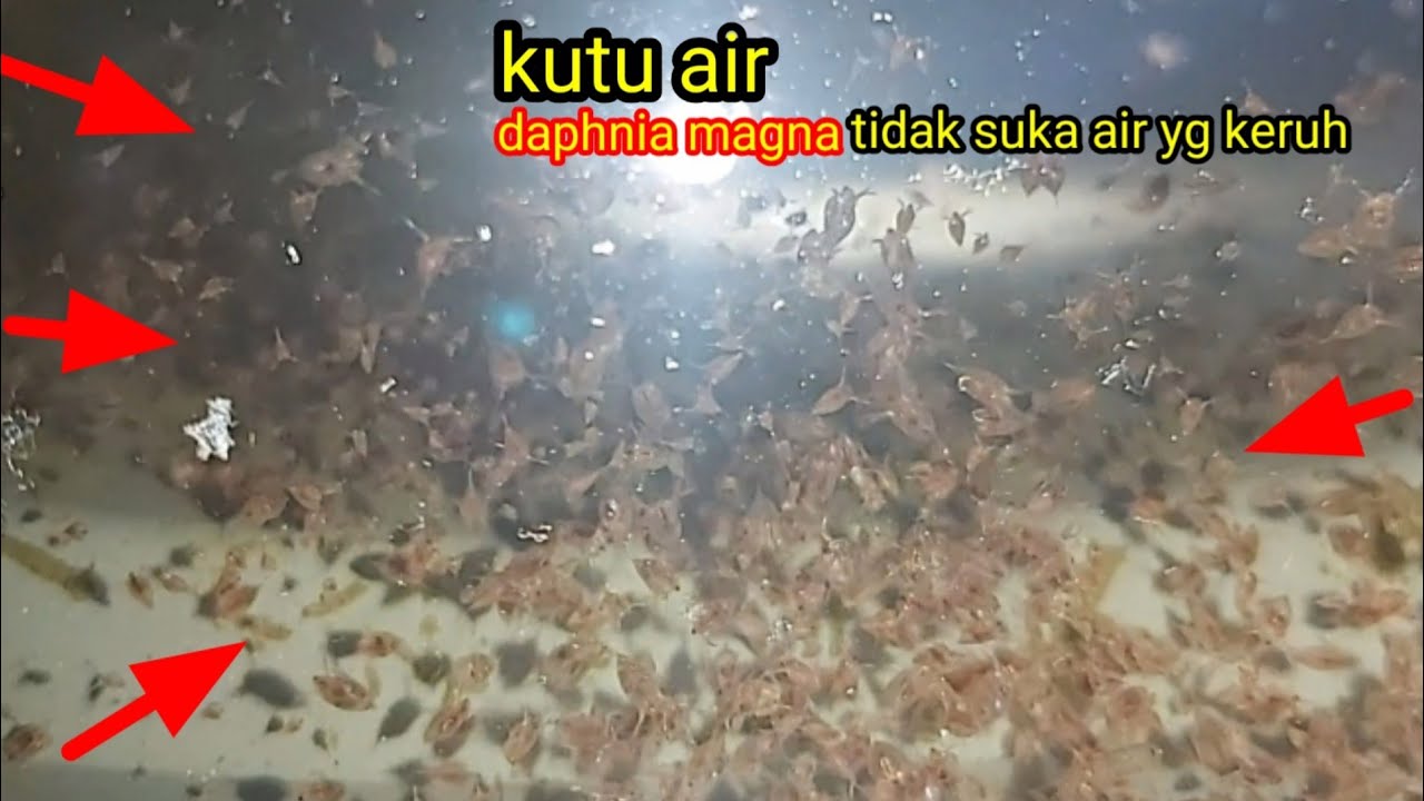 tips ternak kutu air daphnia magna 