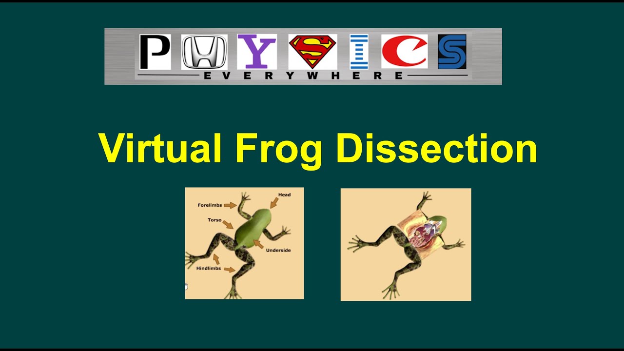 virtual frog dissection lab online