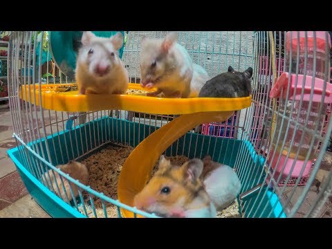 cute-and-funny-hamster-running-wheel-in-hamster-cage
