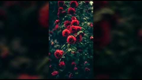 سورة الرعد ياسر الدوسري (13)