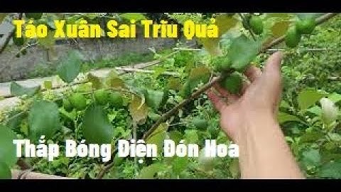 Táo Xuân, Táo Đài Loan Vườn Sai Trĩu Quả Vườn Thắp Điện Đón Hoa I Núi Đồi Lục Ngạn