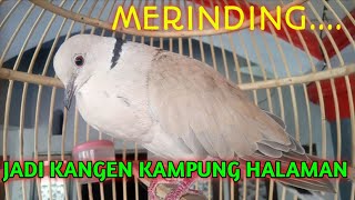 SUARA BURUNG PUTER INI BIKIN KANGEN KAMPUNG HALAMAN || SUARA BURUNG PUTER LOKAL