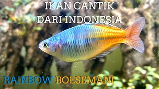 MENGENAL DAN CARA MERAWAT IKAN RAINBOW BOESEMANI