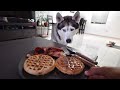 What Making Breakfast With My Husky Looks Like!