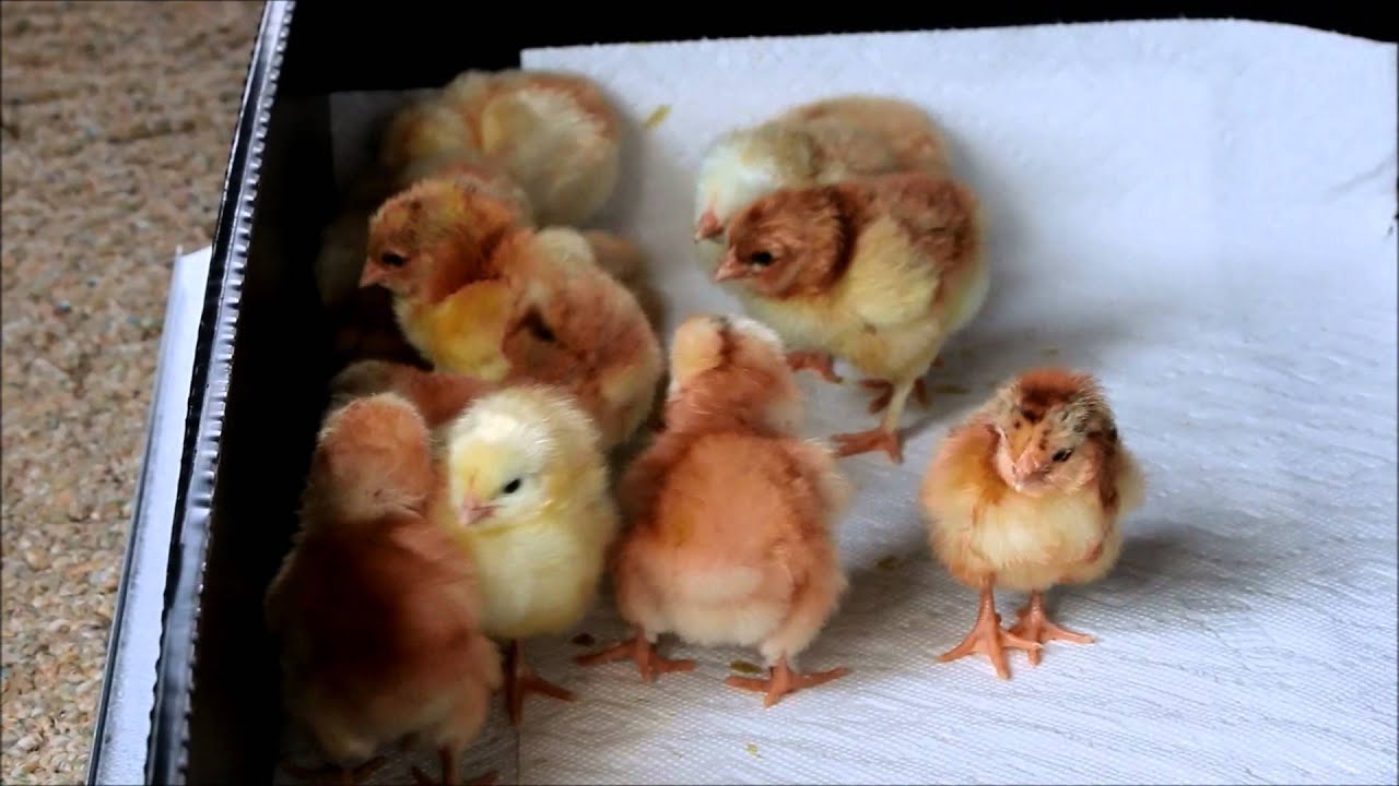 Chicken Poultry's and Red Orpington Chicks - YouTube