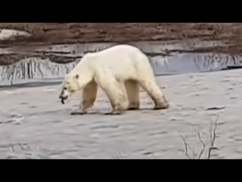 Video: Hvordan Den Lengstbeinte Russiske Kvinnen Lever