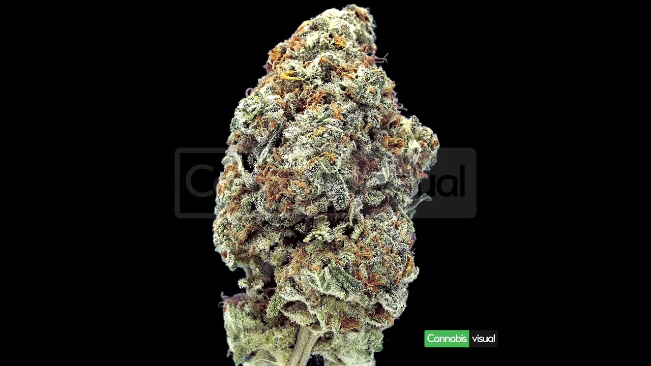 Flowering time and yield for marijuana strain feminized Godfather OG