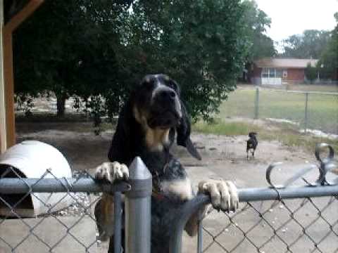 Bluetick Coonhound