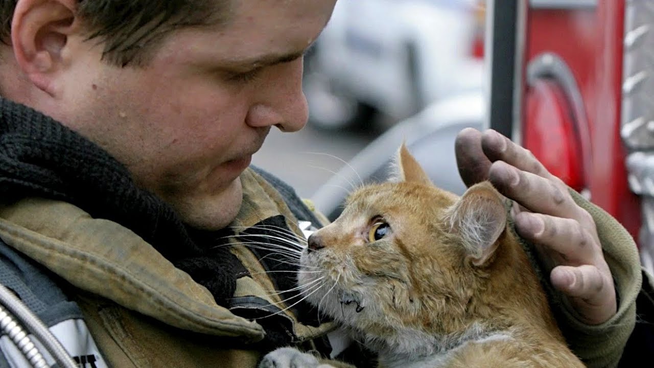 Кошечки спасают. Кот спасатель. Спасение бездомных котят. Пожарный с котенком.