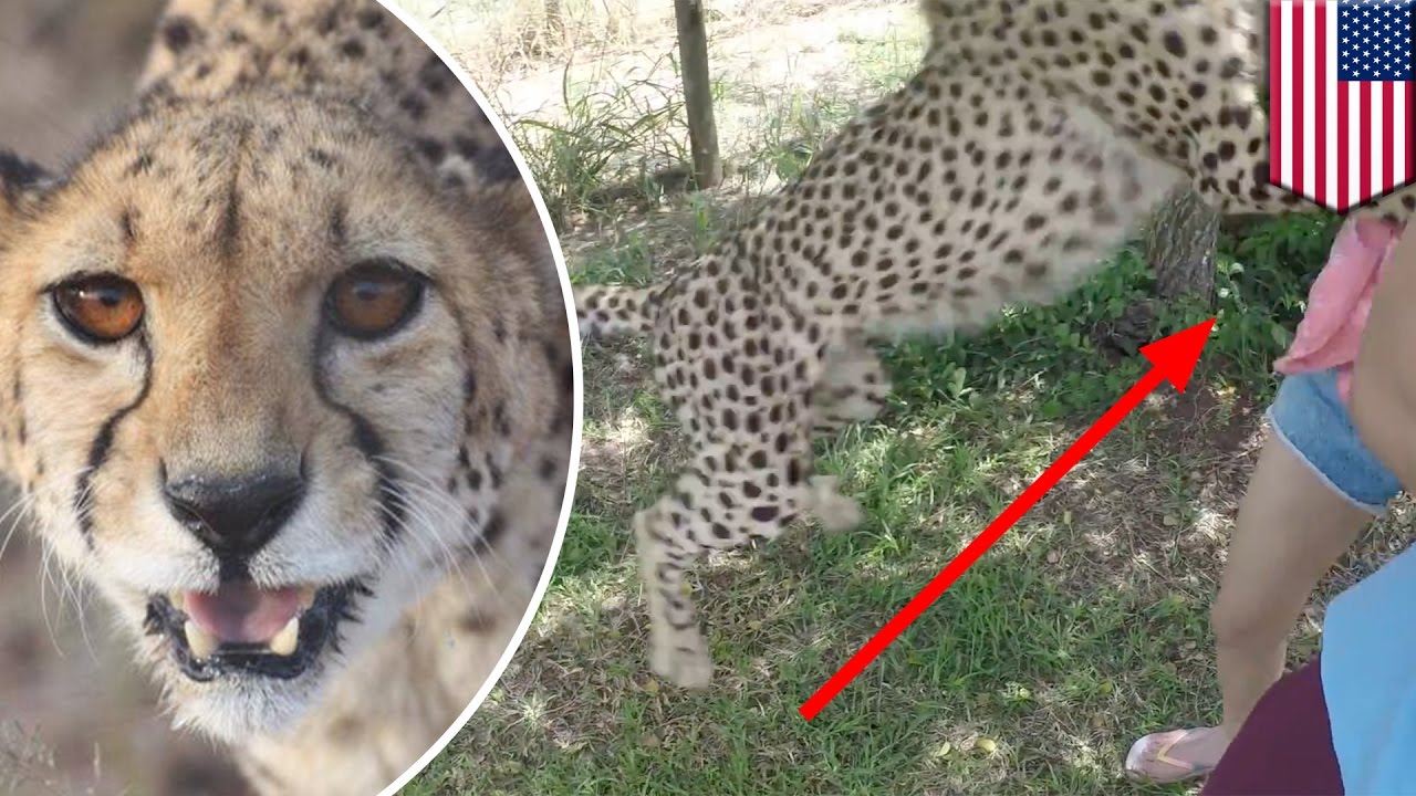 Pet Cheetah Attack