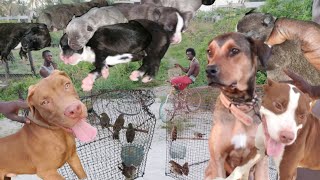 Pitbull Puppies And Fire  Red Birds fat Pitbull Puppies(Beze Hunting)