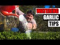 Watering Garlic Quick Tips - Garden Quickie Episode 172