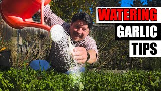 Watering Garlic Quick Tips - Garden Quickie Episode 172