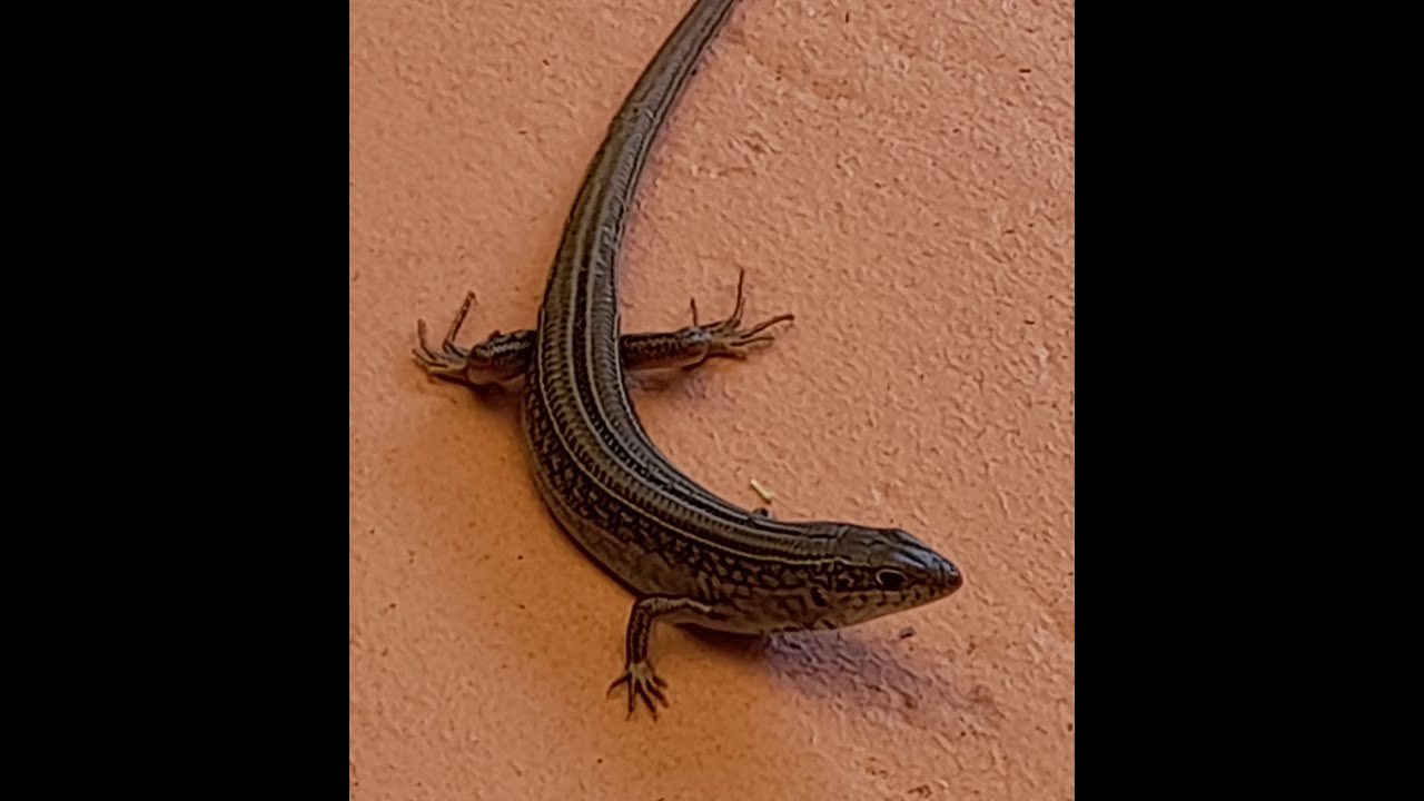 Habituating wild Eastern Striped Skinks by Amy Stevens