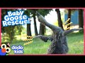 Baby Goose With A Wobbly Neck Keeps Falling Over Until... 😍 | Rescued! | Dodo Kids