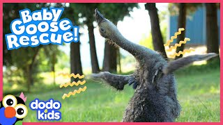 Baby Goose With A Wobbly Neck Keeps Falling Over Until... 😍 | Rescued! | Dodo Kids