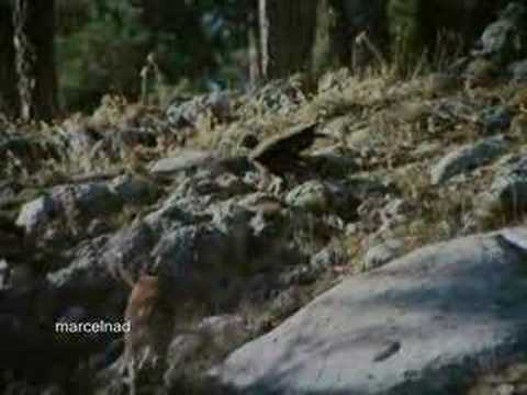 Golden Eagle dragging mountains goats off cliffs.