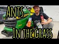 Ants in the lawn and how I got rid of them