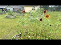 GOLDEN AFTERNOON GARDEN BED UPDATE...Learn A LOT OF THINGS FROM THE FLOWERS 💐 5-28-21