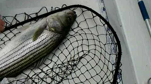 Pastor Mike Jankowski "The Fisherman" Lands a 18 l...