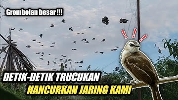 MENJARING TRUCUKAN HASIL MELIMPAH