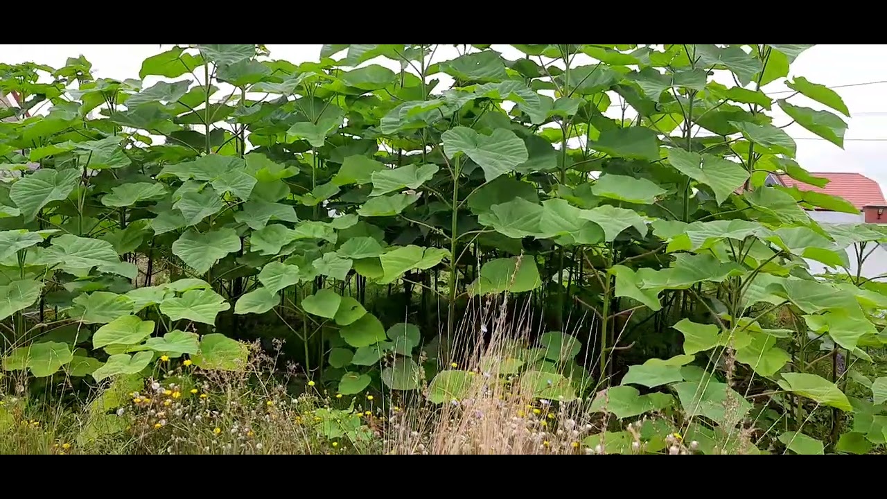 Павловния в Белгородской области #paulownia #pavlovniya #павловния ...