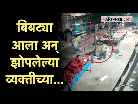 Leopard Attack Video: झोपलेल्या कुत्र्याची बिबट्याने केली शिकार!; थरारक घटना कॅमेऱ्यात कैद | CCTV