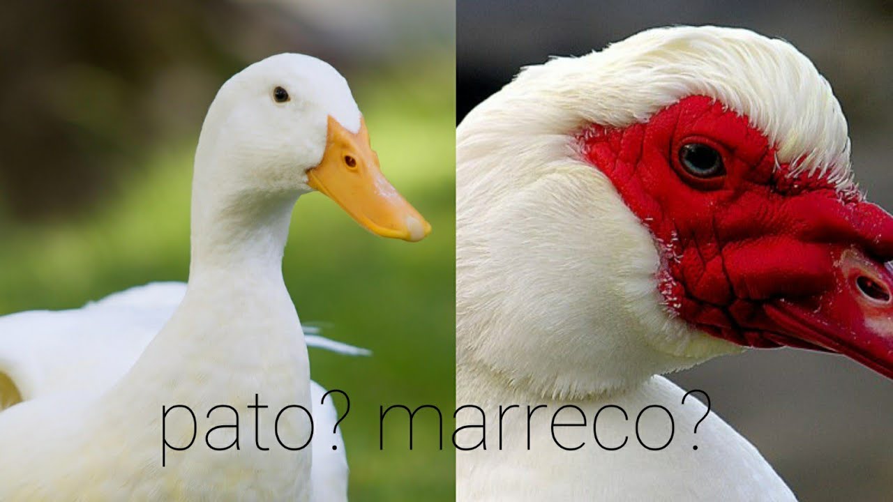 Qual a diferença entre pato e marreco? conhecimento básico 3 YouTube Qual a diferença entre pato e marreco? conhecimento básico 3 YouTube