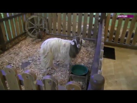 \"მოხალისე და მოხალისეობის მნიშვნელობა\" - კონტაქტური ზოოპარკი \"ფაუნა ლენდი\"