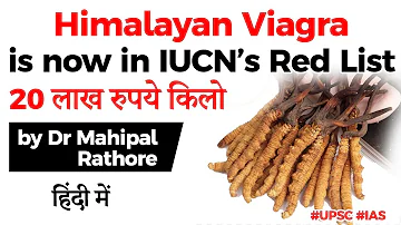 Himalayan Viagra is now under IUCN’s red list, Why is world’s costliest fungus vulnerable?#UPSC #IAS