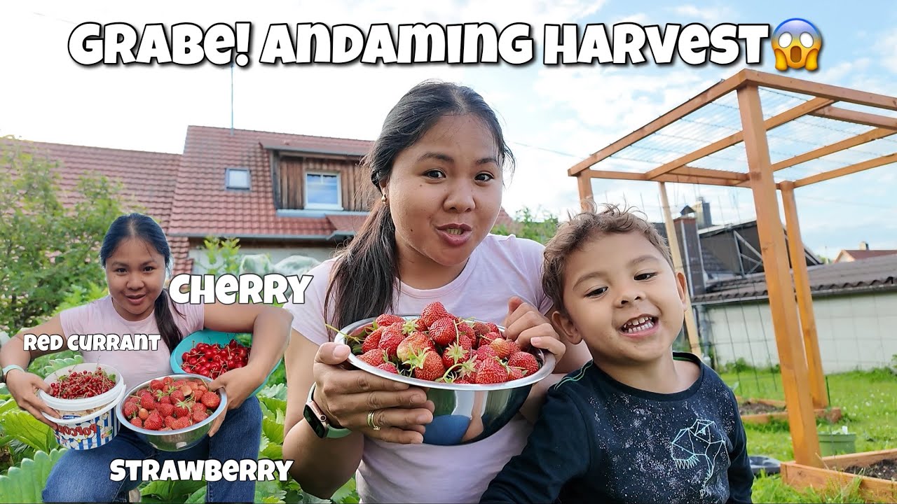 Harvesting Cherry,Strawberry And Red Currant. Filipina Simple living in Germany 🇩🇪.
