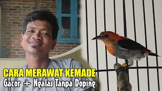 CARA MERAWAT BURUNG KEMADE AGAR CEPAT GACOR - PERAWATAN KEMADE AGAR GACOR, TIPS UNTUK PEMULA