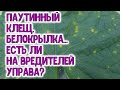 ПАУТИННЫЙ КЛЕЩ, БЕЛОКРЫЛКА...ЕСТЬ ЛИ НА ВРЕДИТЕЛЕЙ УПРАВА? КАК ЗАЩИТИТЬ ОГУРЦЫ, ТОМАТЫ...