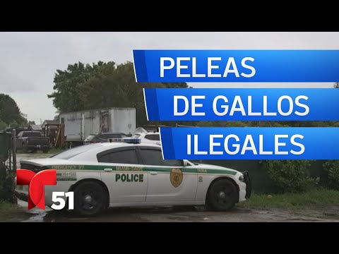 Desmantelan centro de peleas de gallos en Miami: cinco hombres arrestados