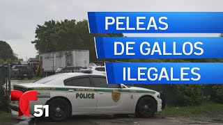 Desmantelan centro de peleas de gallos en Miami: cinco hombres arrestados