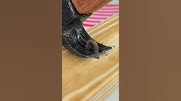 Removing a staple with… another staple Staple vs staple#lifehack #tools #diy #tips #woodwork