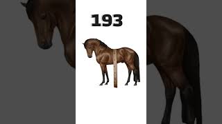 هاد هو أكبر حصان بالعالم - معلومات اول مرة تعرفها 2022
