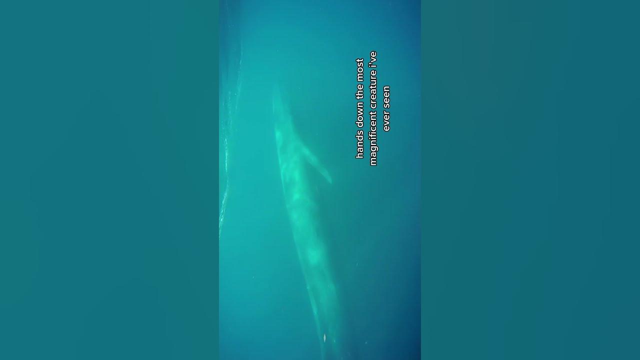 we saw the LARGEST animal in the world! - YouTube