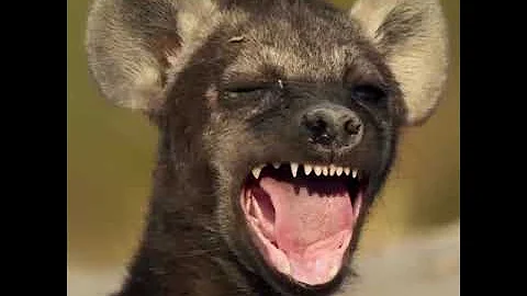 Dynasties II Trailer