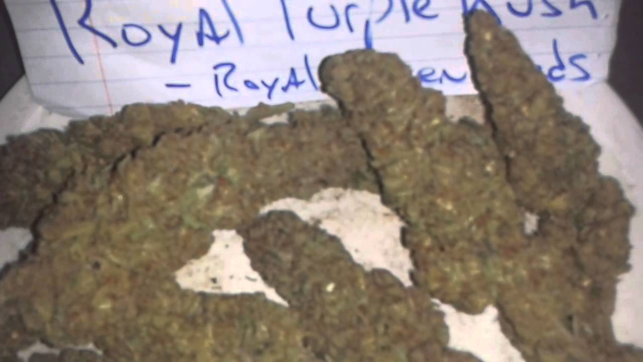 Royal Purple Kush