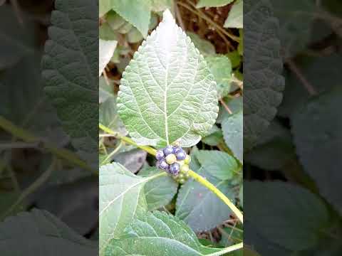 Video: Lantana Bitkilərinin Çoxaldılması - Lantana Toxumlarının və Şlamlarının Yetişdirilməsi