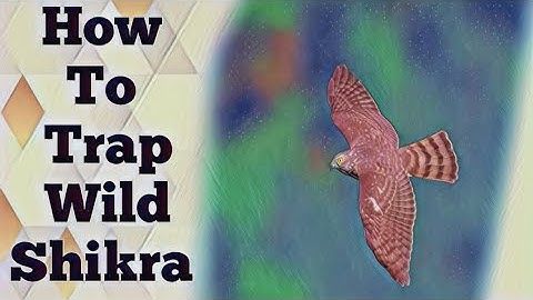 How to trap For | wild Shikra  wildlife | today