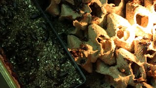 Из инсектария Тульского экзотариума.