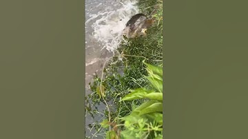 cận cảnh cá chép lên làm ổ để đẻ #food #amthuc saigontv